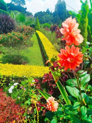 hp garden services  